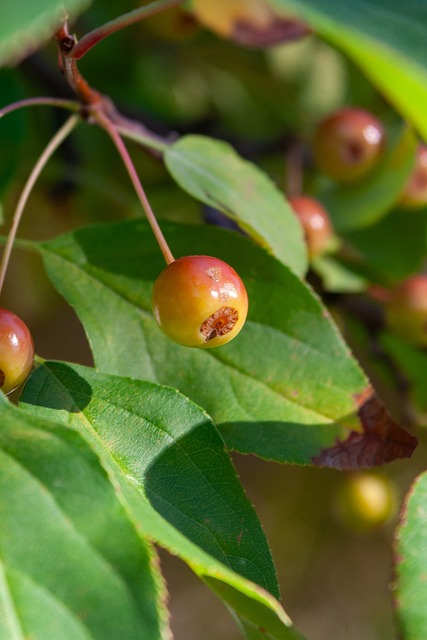 塔特的比赛 塔特的比赛