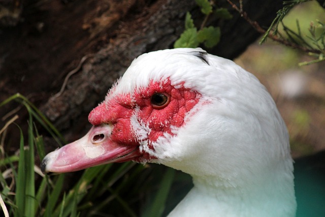 冰球运动的 冰球运动的