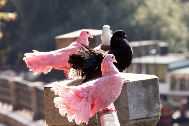 年巴黎奥运 年巴黎奥运
